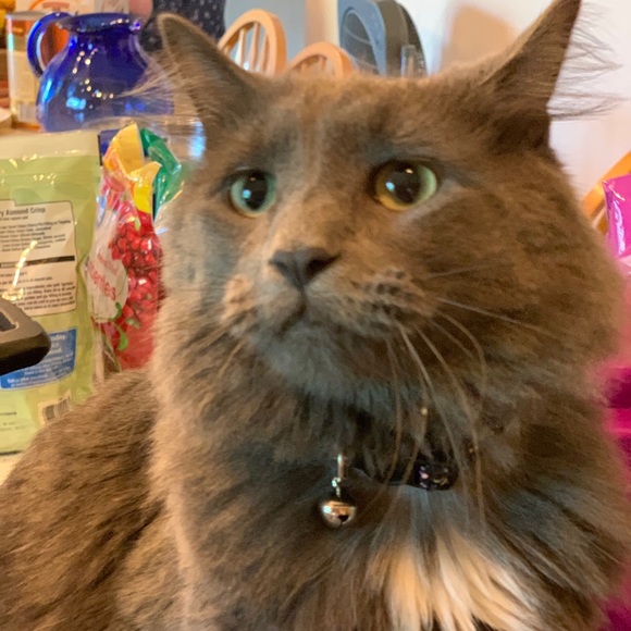 Meet your Posher, Jenn - Picture 6 of 8